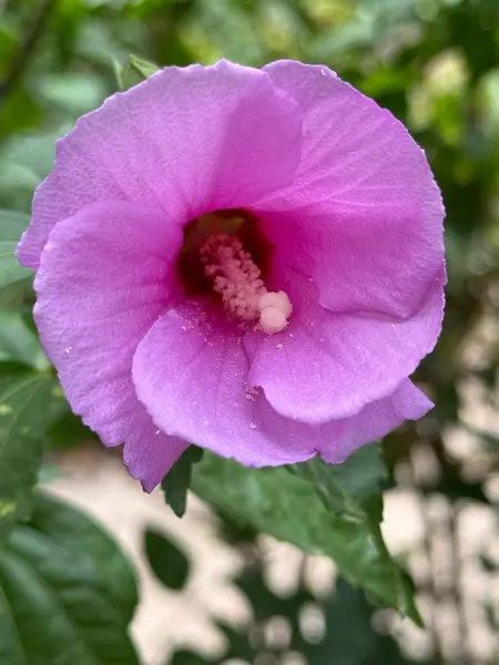 stock image loseup of a purple blossom Hibiscus syriacus Flower, Madrid