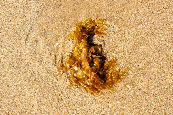 stock image seaweed stranded on the sand of the beach in Cadiz, Spain