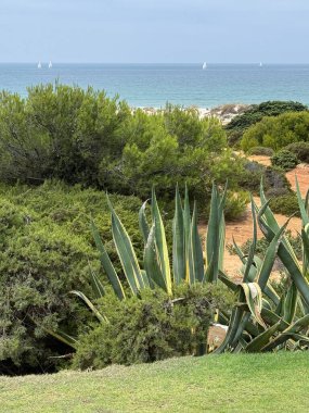 Sancti Petri, Cadiz, İspanya 'daki La Barrosa plajına erişim sağlayan kum tepeleri.