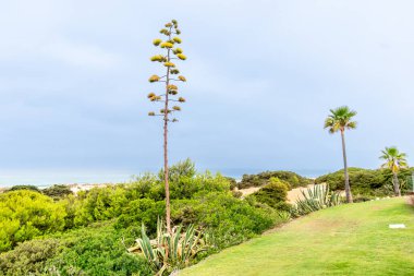 Sancti Petri, Cadiz, İspanya 'daki La Barrosa plajına erişim sağlayan kum tepeleri.