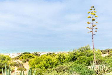 Sancti Petri, Cadiz, İspanya 'daki La Barrosa plajına erişim sağlayan kum tepeleri.