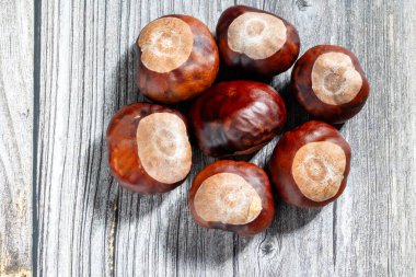 Horse chestnut fruits once ripe and fallen from the tree clipart