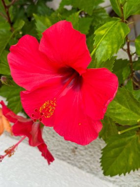 İspanya, Cadiz 'de bir bahçede Hibiscus çiçeği