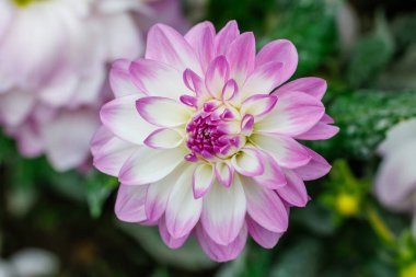 Madrit 'te bir bahçede ekilmiş Dahlia çiçeği