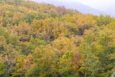 Hayedo de la Pedrosa natural protected area, beech forest autumn season with fog clipart