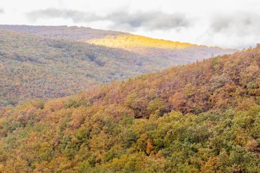 Hayedo de la Pedrosa doğal koruma alanı, kayın ormanı sonbahar mevsimi sis.