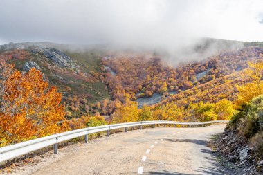 Hayedo de la Pedrosa doğal koruma alanı, kayın ormanı sonbahar mevsimi sis.