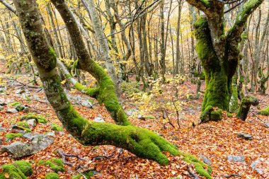 Hayedo de la Pedrosa natural protected area, beech forest autumn season with fog clipart