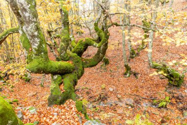 Hayedo de la Pedrosa doğal koruma alanı, kayın ormanı sonbahar mevsimi sis.