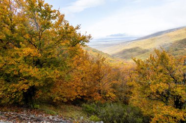 Hayedo de la Pedrosa doğal koruma alanı, kayın ormanı sonbahar mevsimi sis.