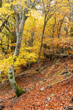 Hayedo de la Pedrosa doğal koruma alanı, kayın ormanı sonbahar mevsimi sis.