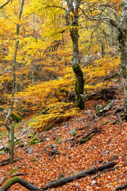 Hayedo de la Pedrosa doğal koruma alanı, kayın ormanı sonbahar mevsimi sis.
