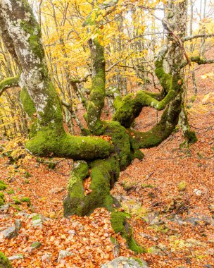 Hayedo de la Pedrosa doğal koruma alanı, kayın ormanı sonbahar mevsimi sis.