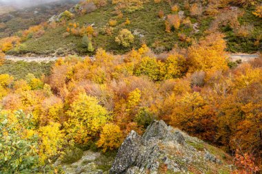 Hayedo de la Pedrosa doğal koruma alanı, kayın ormanı sonbahar mevsimi sis.