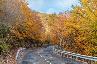Hayedo de la Pedrosa doğal koruma alanı, kayın ormanı sonbahar mevsimi sis.