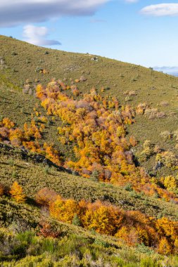 Hayedo de la Pedrosa doğal koruma alanı, kayın ormanı sonbahar mevsimi sis.