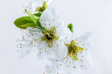 Şubat ayında Madrid 'de ilk badem çiçek açtı.