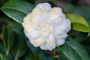 Kamelya japonica paolina 'ya yakın çekim