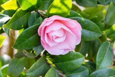 Camellia Japonica Nuccios Cameo çiçeği Madrid 'de bir bahçede yetişir.