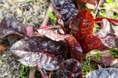 Madrid 'de bir bahçede kırmızı pazı bitkileri