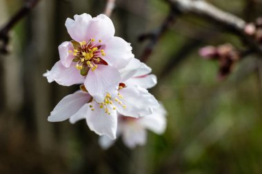 Şubat 2025 'te Madrid' de yılın ilk badem çiçekleri