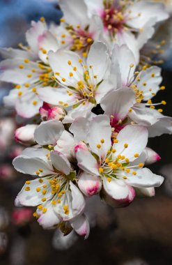 Şubat 2025 'te Madrid' de yılın ilk badem çiçekleri