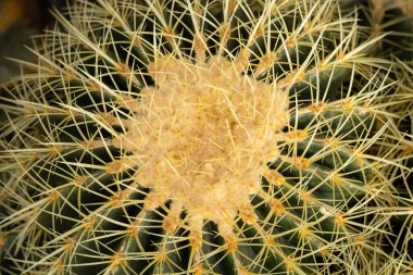 Ferocactus Pilosus bir bahçede yetiştirilmiş.
