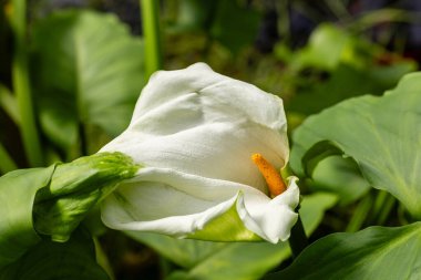 Zantedeschia also called cala cultivated in a garden clipart