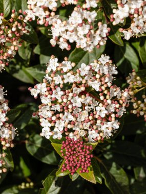 Durillo denilen Viburnum Tinus Compactum çiçeği Madrid 'de bir bahçede ekildi.