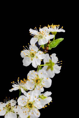 Bahar bahçesinde kiraz ağacı çiçeği