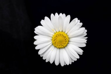 papatya çiçeği makro fotoğrafçılıkta izole edilmiş.