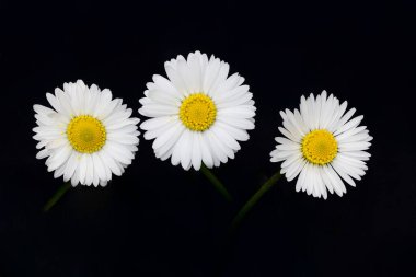 papatya çiçeği makro fotoğrafçılıkta izole edilmiş.