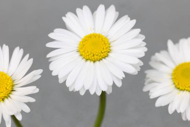 papatya çiçeği makro fotoğrafçılıkta izole edilmiş.