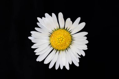 papatya çiçeği makro fotoğrafçılıkta izole edilmiş.