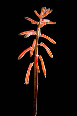 Aloe variegata çiçeğinin yakın plan fotoğrafı