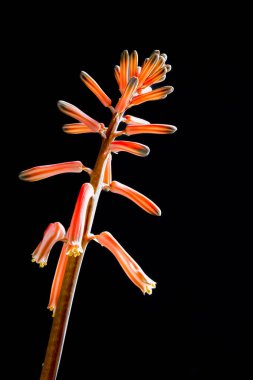 Aloe variegata çiçeğinin yakın plan fotoğrafı