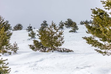 Mart 2025 'te Madrid' deki Sierra de Guadarrama dağları Navacerrada 'dan Puerto de Cotos' a giden yolda.