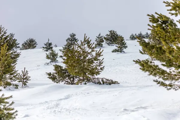 Mart 2025 'te Madrid' deki Sierra de Guadarrama dağları Navacerrada 'dan Puerto de Cotos' a giden yolda.