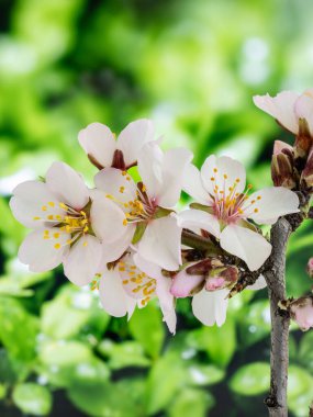 Madrid 'de bir bahçede badem çiçek açar.