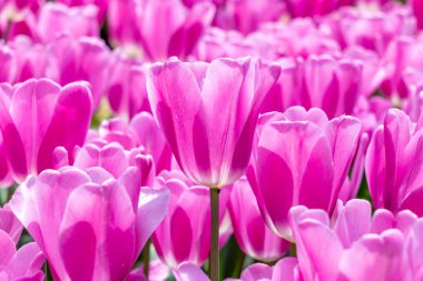 Tulipa Kalesi 'nin çiçekleri Madrid' de bir bahçede yetişir.