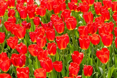 Tulipa Oxford 'un çiçekleri Madrid' de bir bahçede yetişir.