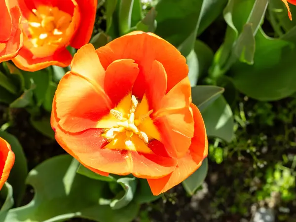 Tulipa Time Out 'un çiçekleri Madrid' de bir bahçede yetişir.