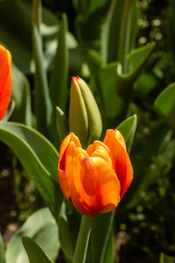 Tulipa Time Out 'un çiçekleri Madrid' de bir bahçede yetişir.