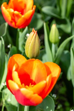 Tulipa Time Out 'un çiçekleri Madrid' de bir bahçede yetişir.