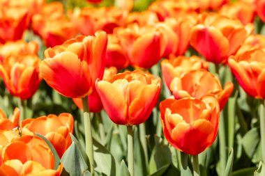 Tulipa Time Out 'un çiçekleri Madrid' de bir bahçede yetişir.