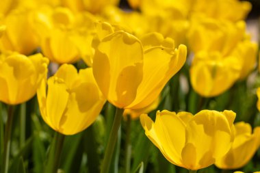 Tulipa Jan Van Nes çiçekleri Madrid 'de bir bahçede yetişir.