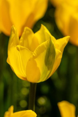 Tulipa Jan Van Nes çiçekleri Madrid 'de bir bahçede yetişir.