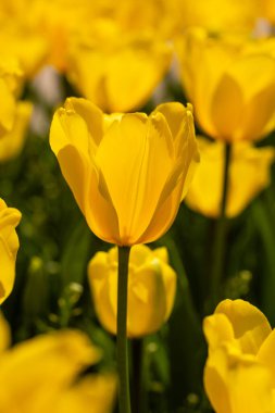 Tulipa Jan Van Nes çiçekleri Madrid 'de bir bahçede yetişir.