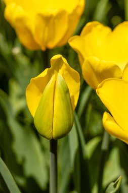 Tulipa Jan Van Nes çiçekleri Madrid 'de bir bahçede yetişir.