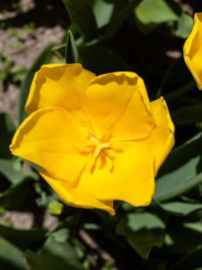 Tulipa Jan Van Nes çiçekleri Madrid 'de bir bahçede yetişir.